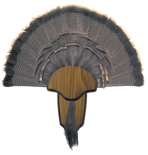 HS Strut 00849 Turkey Tail & Beard Mounting Kit