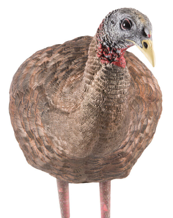 Avian X AVXAVX8008 LCD Breeder Hen Turkey Species Multi Color Dura-Rubber Avian X AVXAVX8008 LCD Breeder Hen Turkey Species Multi Color Dura-Rubber