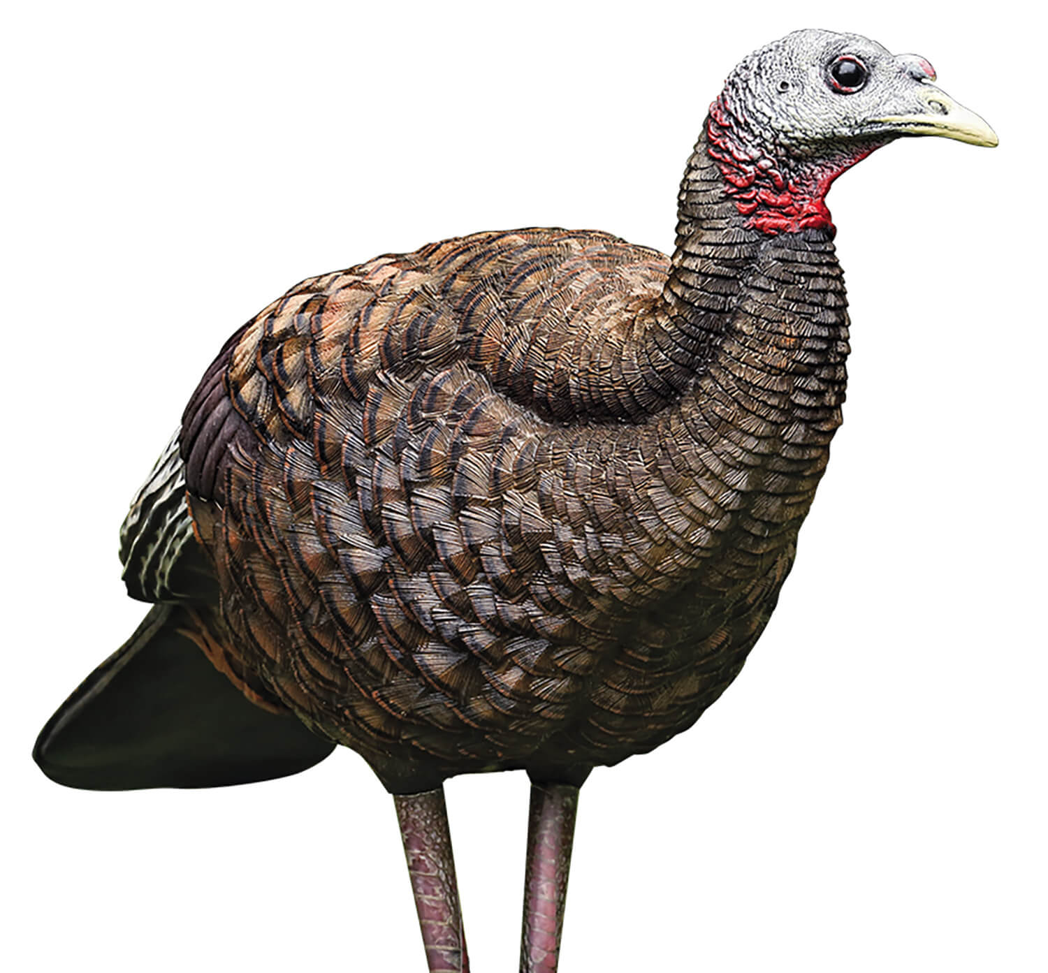 Avian X AVXAVX8008 LCD Breeder Hen Turkey Species Multi Color Dura-Rubber Avian X AVXAVX8008 LCD Breeder Hen Turkey Species Multi Color Dura-Rubber