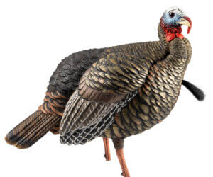 Avian X AVXAVX8105 HDR Jake Turkey Decoy Multi Color Avian X AVXAVX8105 HDR Jake Turkey Decoy Multi Color