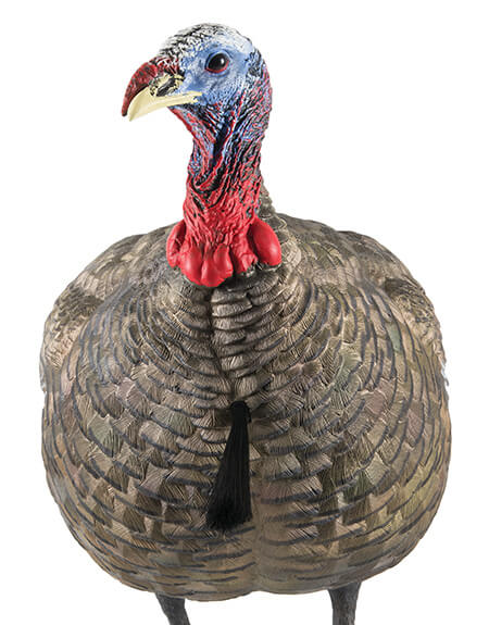 Avian X AVXAVX8003 LCD Quarter-Strut Jake Turkey Species Multi Color Dura-Rubber Avian X AVXAVX8003 LCD Quarter-Strut Jake Turkey Species Multi Color Dura-Rubber