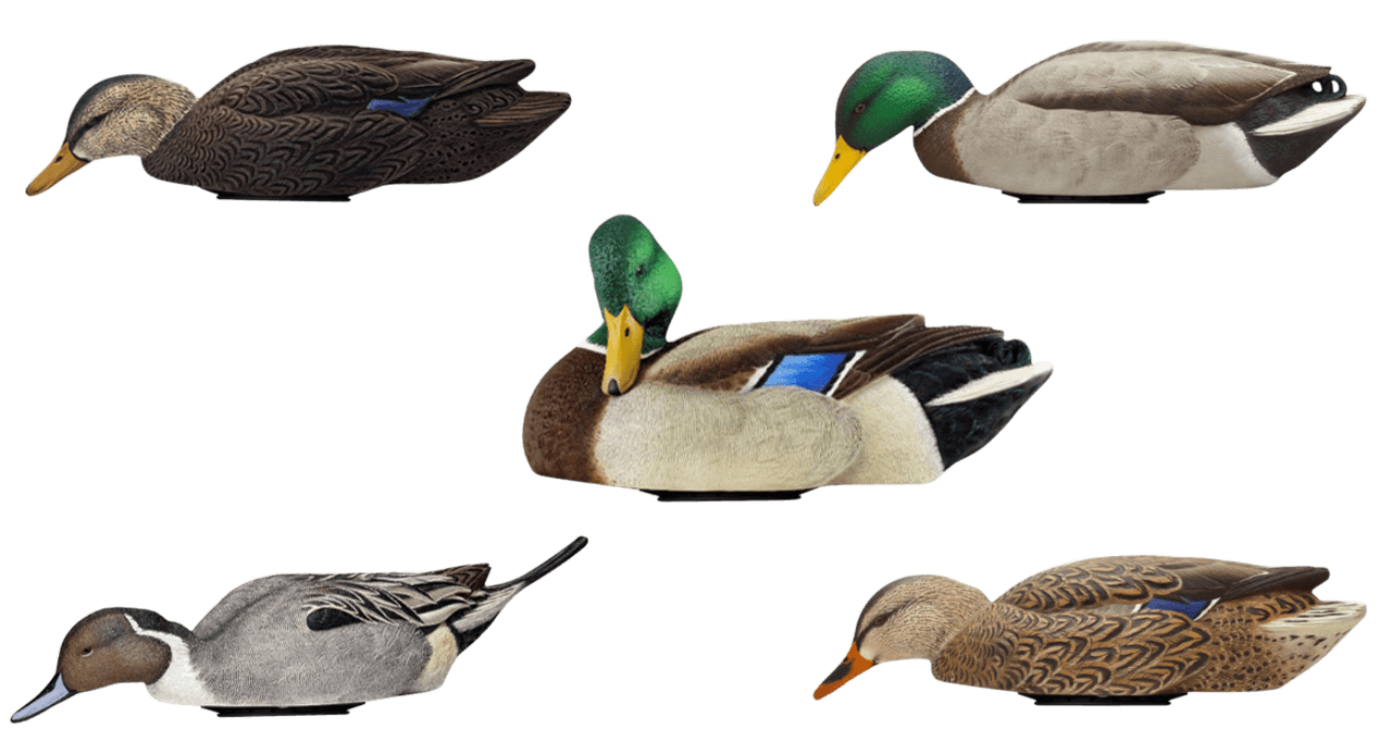 Avian X AVXPSHMDPR Mallards Species Multi-Color Avian X AVXPSHMDPR Mallards Species Multi-Color