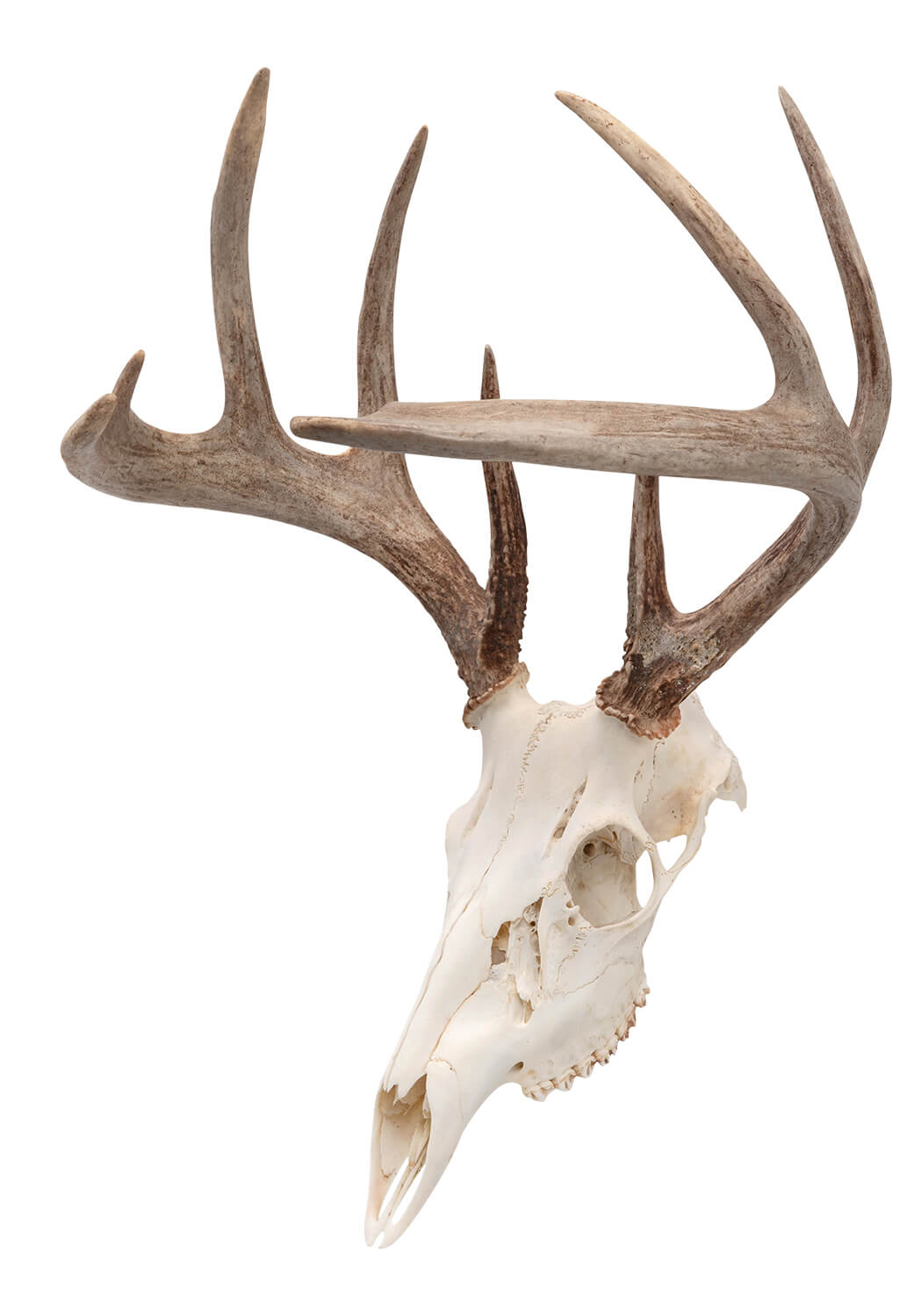 Allen 7222 EZ Mount Skull Peg Wall Mount Small/Mid-Size Game Black Steel Includes Mounting Hardware Allen 7222 EZ Mount Skull Peg Wall Mount Small/Mid-Size Game Black Steel Includes Mounting Hardware