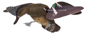 Avian X AVXPFLHT PowerFlight Hen Multi-Color 1